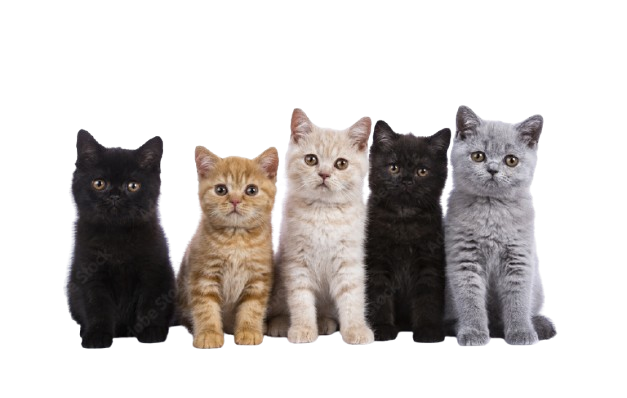 British Shorthair Kitten 2 British Shorthair Kitten