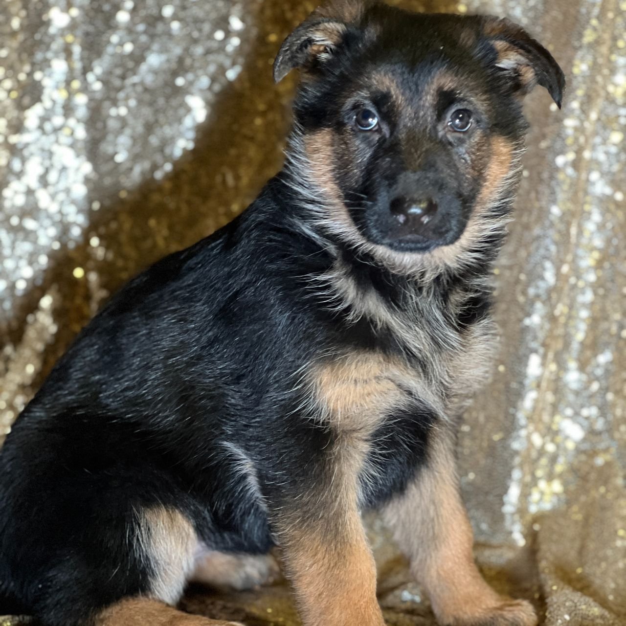 German Shepherd Puppy 6 german shepherd puppies for sale
