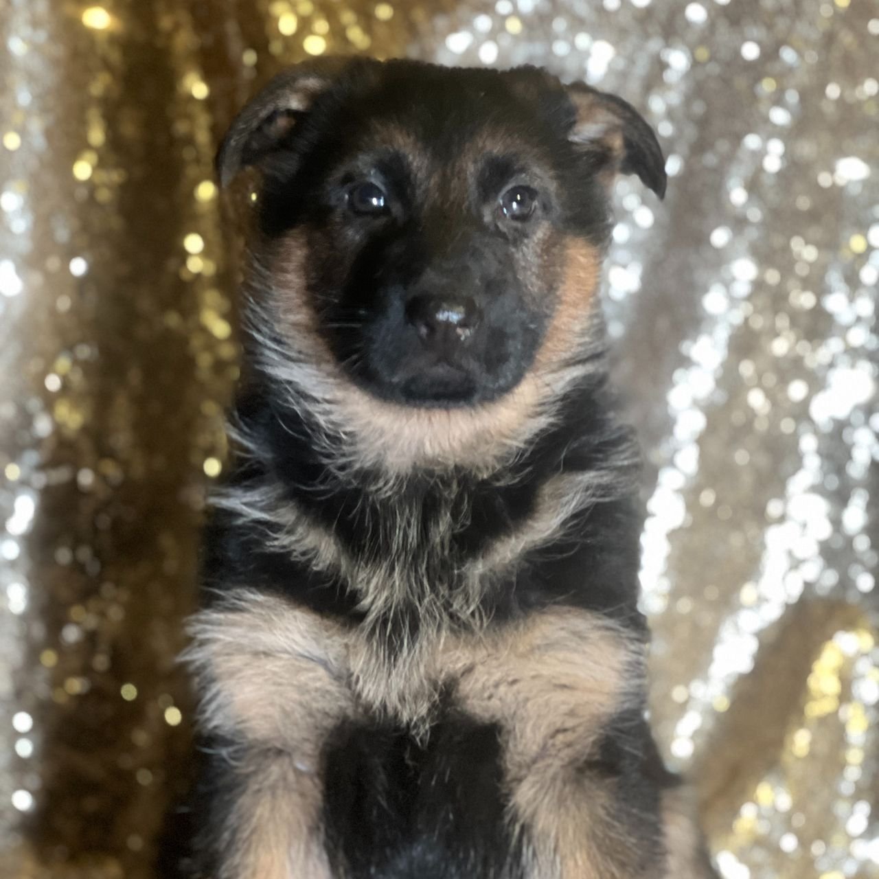 German Shepherd Puppy 5 german shepherd puppies for sale