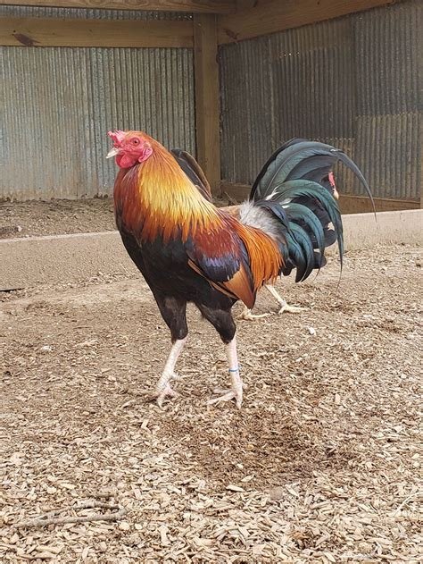 20k grand kelso gamefowls turkeys