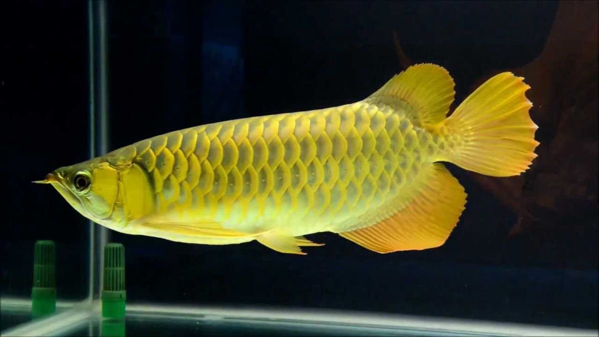 24k golden crossback arowana