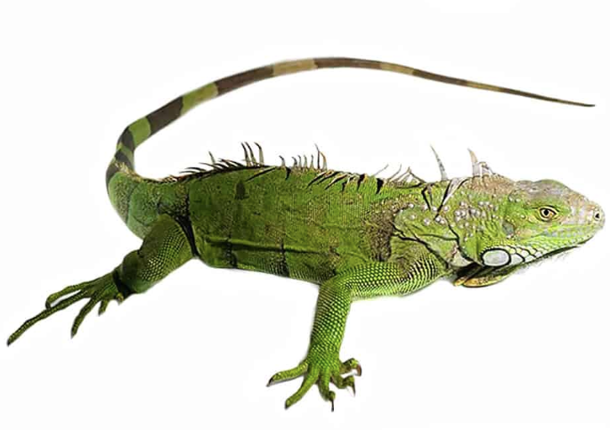 3 4 foot green iguana for sale