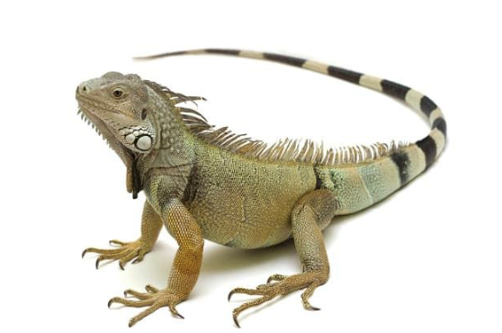 4 5 foot green iguana for sale