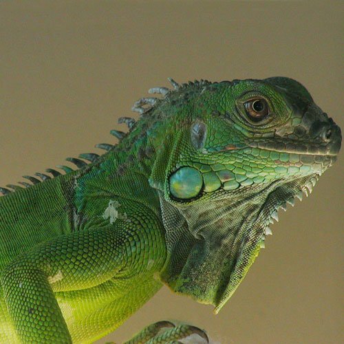 5 6 foot green iguana for sale