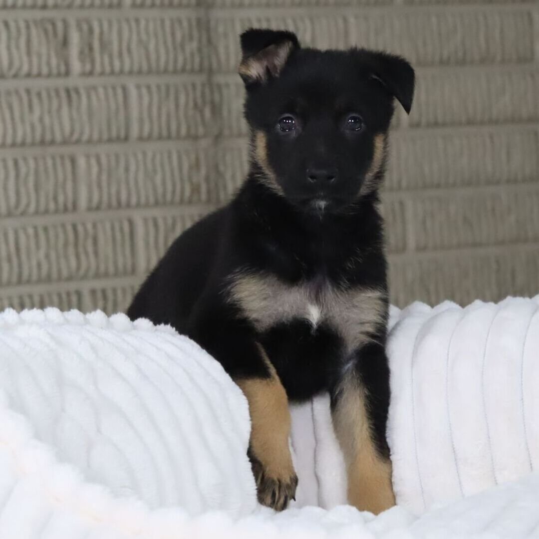 German Shepherd Puppy 7 german shepherd puppies for sale