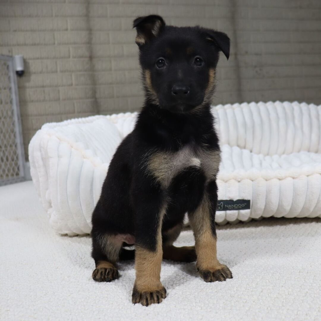 German Shepherd Puppy 9 german shepherd puppies for sale