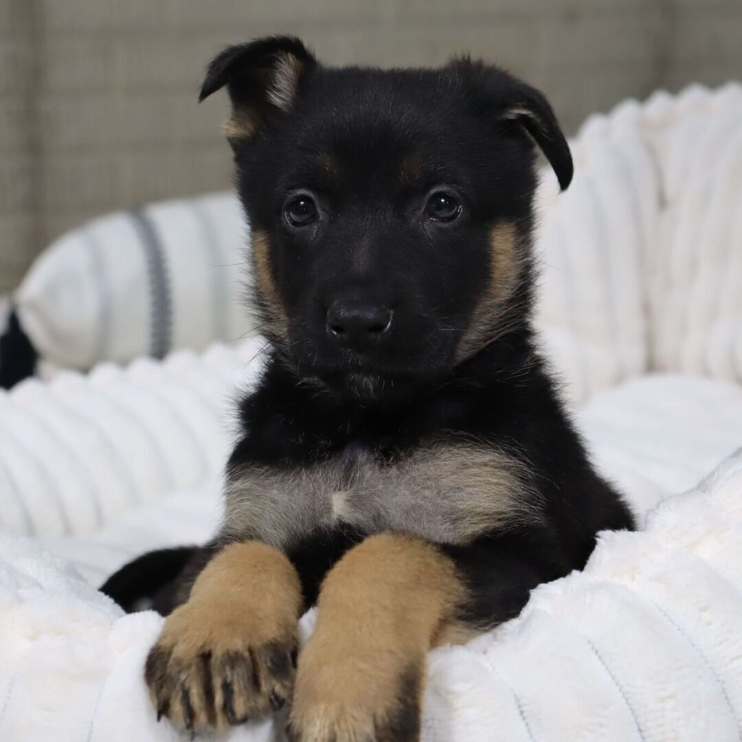 German Shepherd Puppy 8 german shepherd puppies for sale