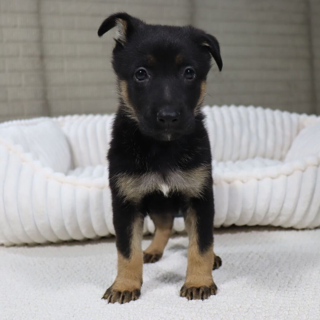 German Shepherd Puppy 2 german shepherd puppies for sale