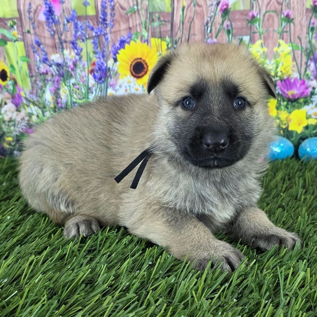 German Shepherd Puppy 4 german shepherd puppies for sale