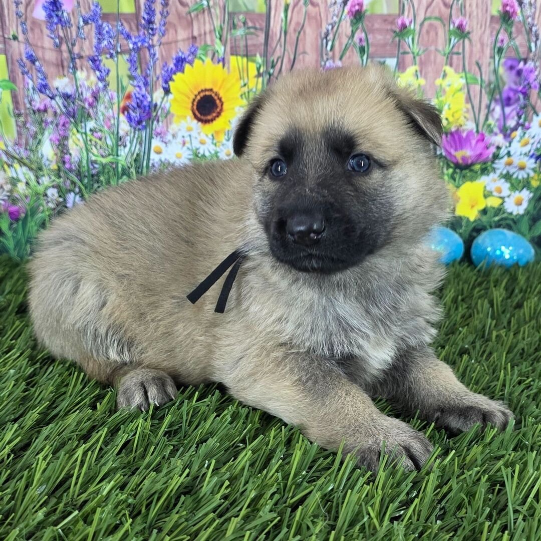 German Shepherd Puppy 3 german shepherd puppies for sale