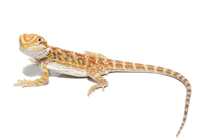 8 10 inch inferno bearded dragon for sale