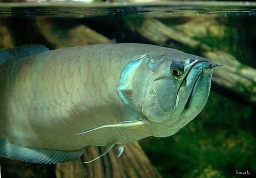 african arowana