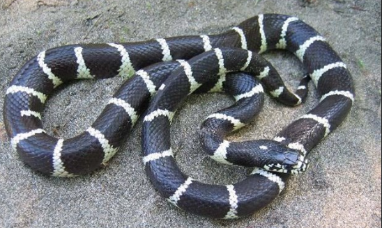 african garter snake for sale 1