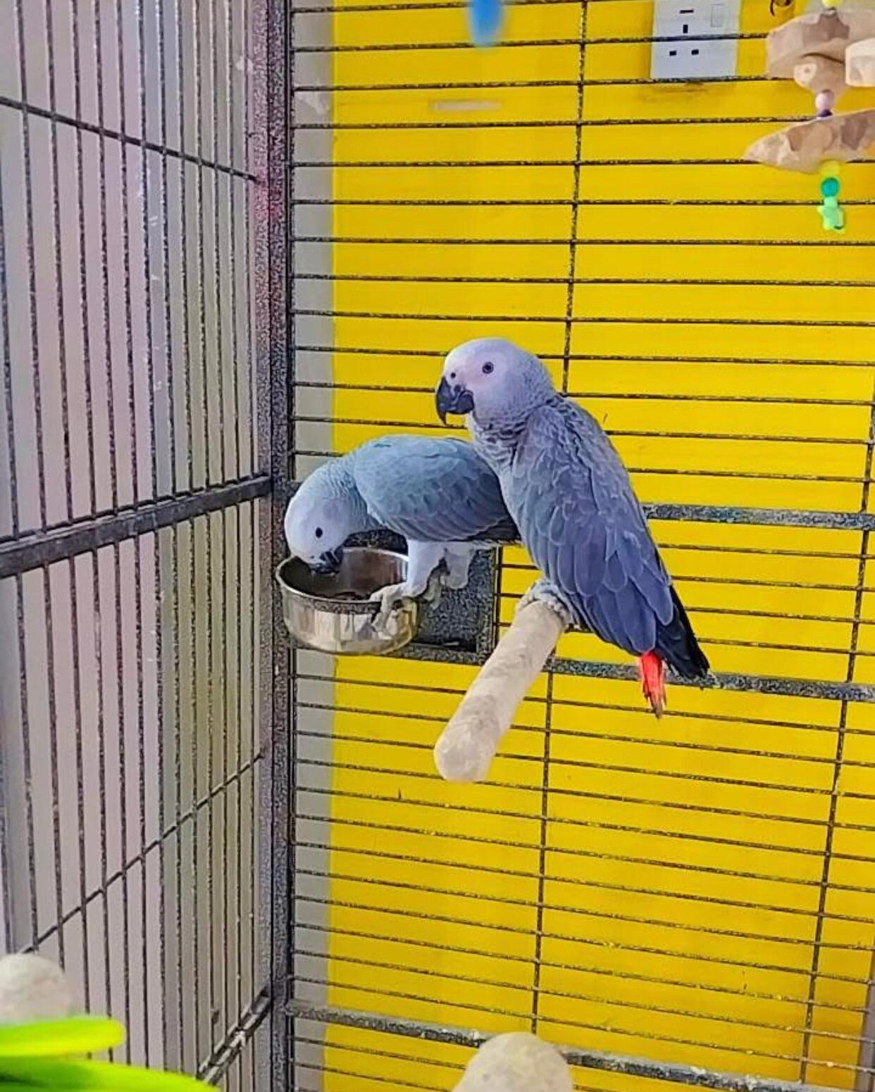 african grey for sale