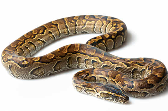 african rock python for sale