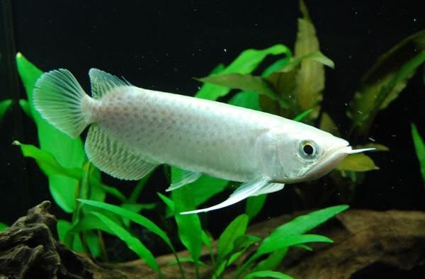 albino asian arowana