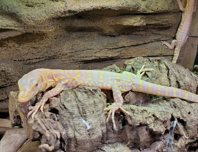 albino asian water monitor for sale