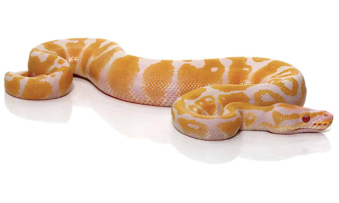 albino ball python for sale