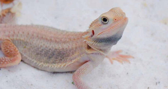 albino bearded dragon for sale