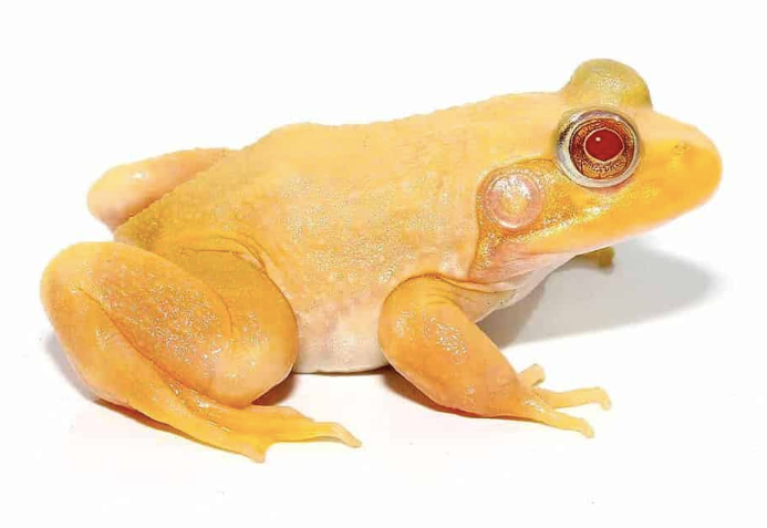 albino bullfrog for sale