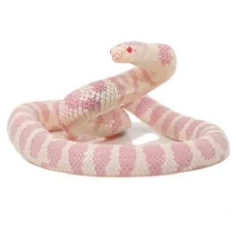 albino california kingsnake for sale