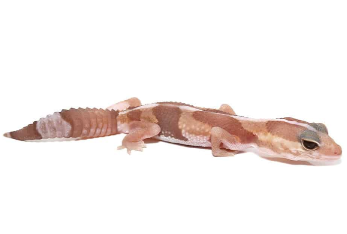albino fat tail gecko for sale