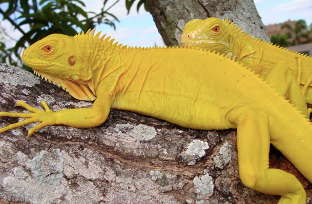 albino iguana for sale