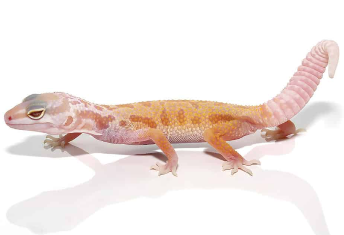 albino leucistic leopard gecko for sale