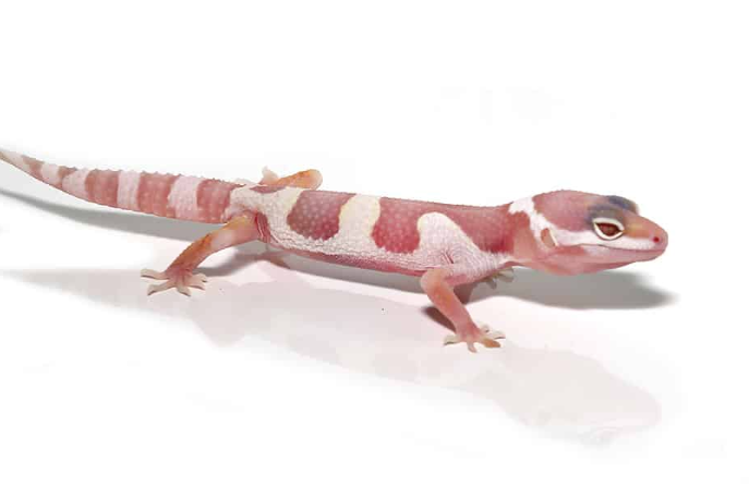 Albino Mack Snow Leopard Gecko For Sale 1 Albino Mack Snow Leopard Gecko For Sale
