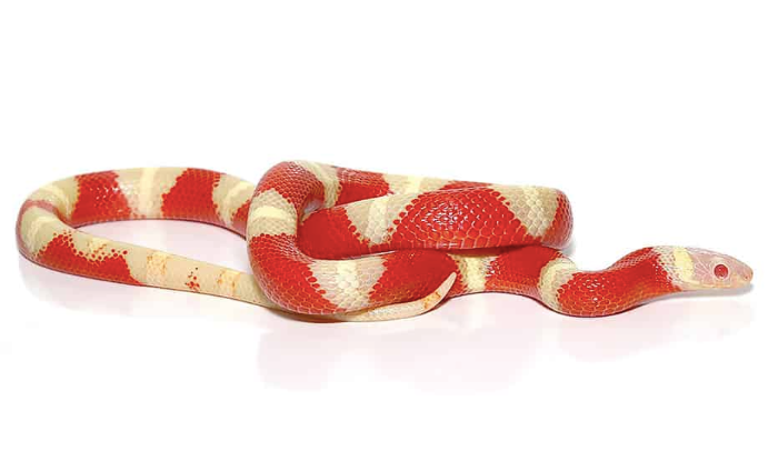 Albino Nelson’s Milk Snake 1 Albino Nelson’s Milk Snake