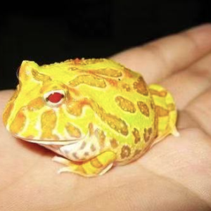 Albino Pacman Frog for Sale