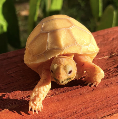 albino sulcata tortoise for sale