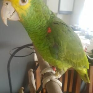 amazon parrot for sale