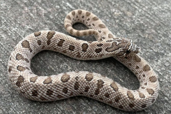 anaconda western hognose snake for sale
