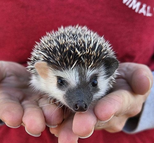 bella female hedgehog price 495