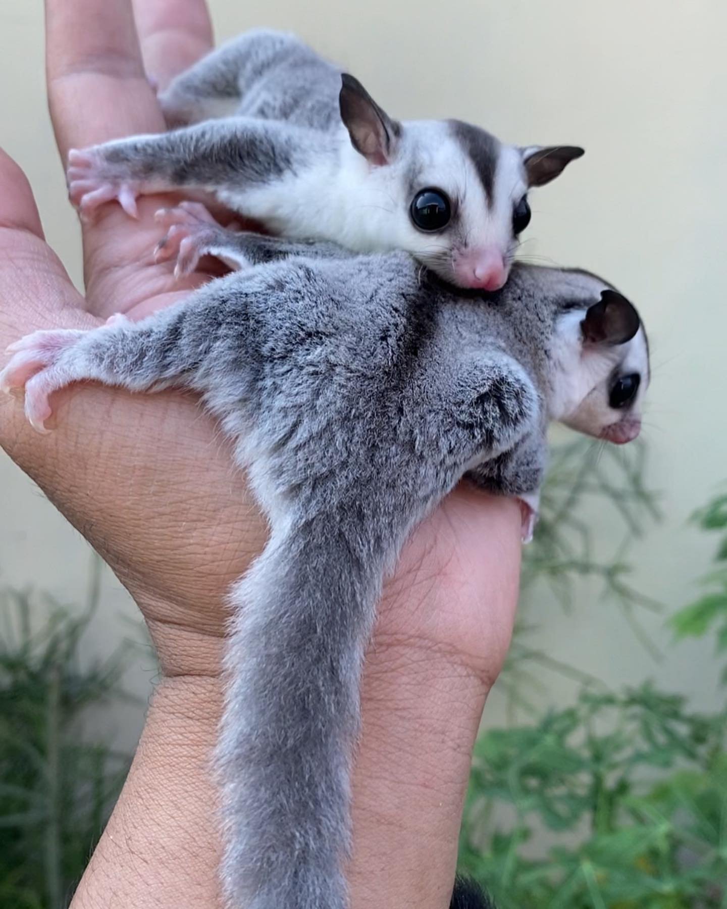 bert ernie male female tamed