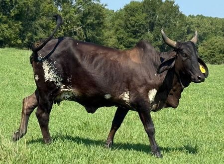 bred black horned sardo negro cow
