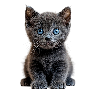 British Shorthair Kitten