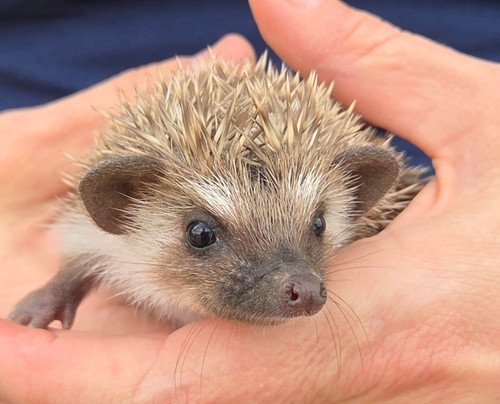 calloway male hedgehog price 395