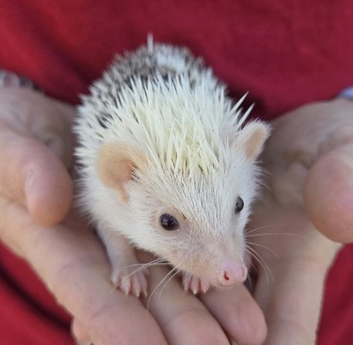 cat female hedgehog price 375