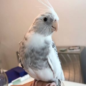 cockatiel for sale