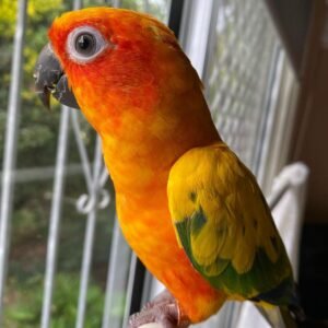 conure for sale