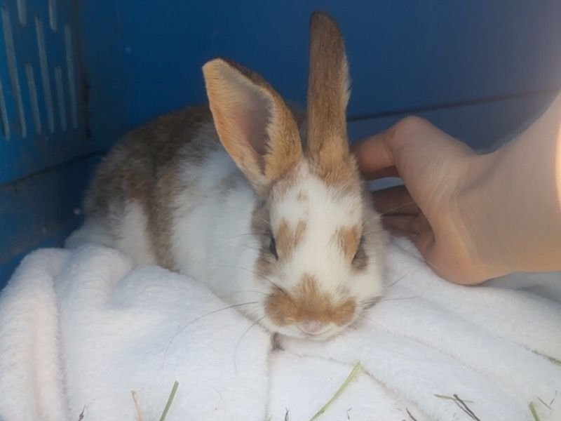 cookie dough american