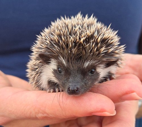 Digger - Male Hedgehog PRICE $395 2 Digger - Male Hedgehog PRICE $395 - Image 2