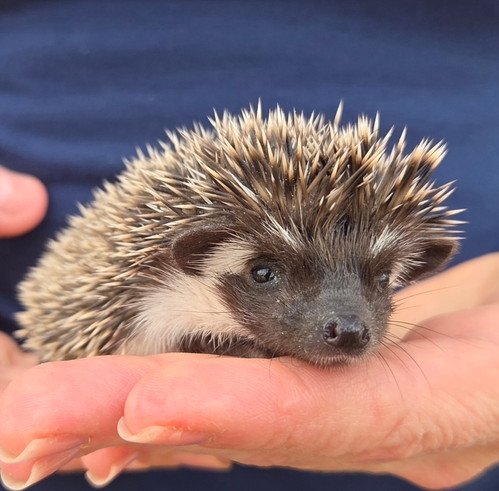 Digger - Male Hedgehog PRICE $395 3 Digger - Male Hedgehog PRICE $395 - Image 3