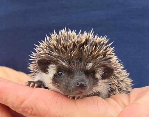 Digger - Male Hedgehog PRICE $395 4 Digger - Male Hedgehog PRICE $395 - Image 4