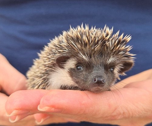 Digger - Male Hedgehog PRICE $395 5 Digger - Male Hedgehog PRICE $395 - Image 5