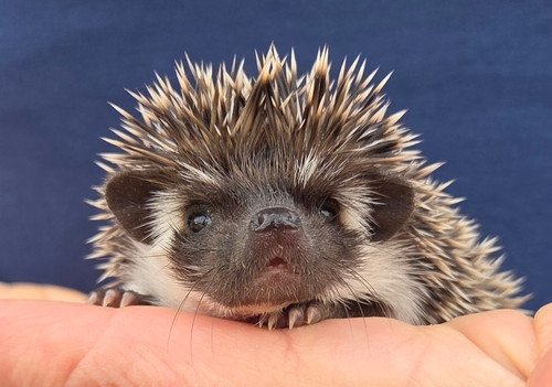 Digger - Male Hedgehog PRICE $395 6 Digger - Male Hedgehog PRICE $395 - Image 6