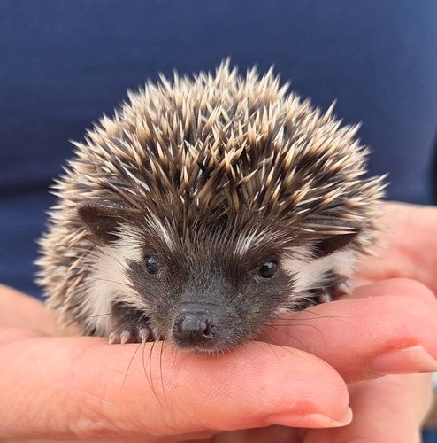 Digger - Male Hedgehog PRICE $395 7 Digger - Male Hedgehog PRICE $395 - Image 7