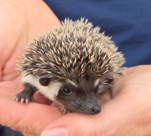 Digger - Male Hedgehog PRICE $395 8 Digger - Male Hedgehog PRICE $395 - Image 8